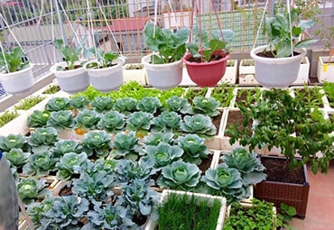 Thumbnail Trong Rau San Thuong