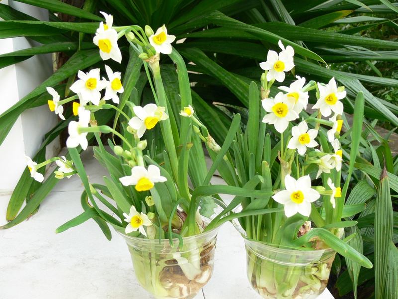 Cay Canh Phong Thuy Trong Ngoai Nha Co Doc (13)