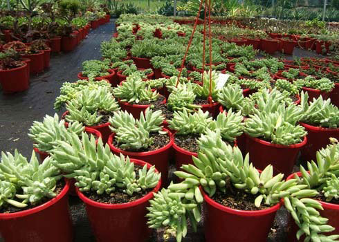 Cay Canh Phong Thuy Trong Ngoai Nha Co Doc (19)