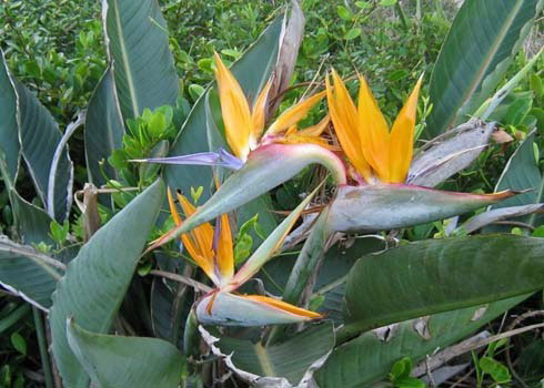 Cay Canh Phong Thuy Trong Ngoai Nha Co Doc (24)