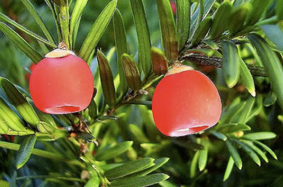 Cay Canh Phong Thuy Trong Ngoai Nha Co Doc (3)