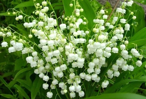 Cay Canh Phong Thuy Trong Ngoai Nha Co Doc (4)