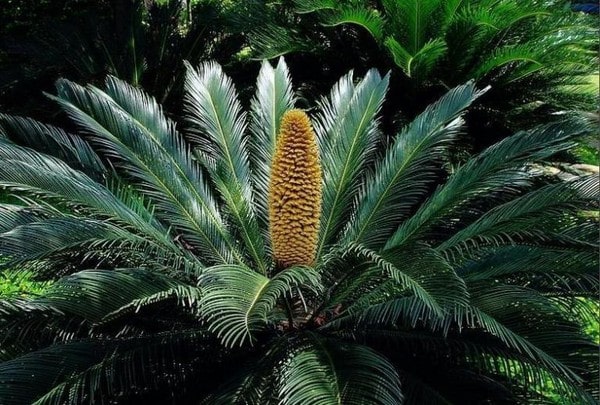 Cay Canh Phong Thuy Trong Ngoai Nha Co Doc (5)