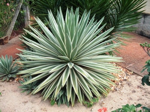 Cay Canh Phong Thuy Trong Ngoai Nha Co Doc (6)