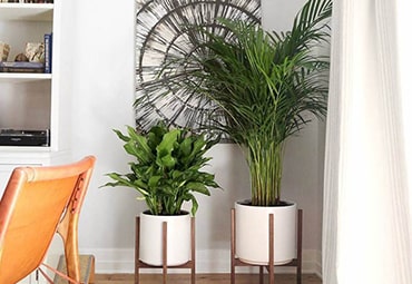 Thumbnail Cay Trong Trong Nha Khong Can Anh Sang